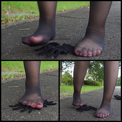 「黒ストッキングを履いた足で蜘蛛の玩具を踏みます」 [アダルト]thumbnail
